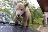 В словенской семье самовольно поселился медвежонок