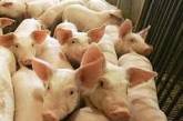 Российским свиньям запретили въезд в Украину