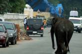 Дикие слоны разгромили индийский город