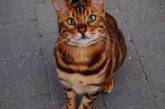 Бенгальский кот Тор, который стоит больше айфона. ФОТО