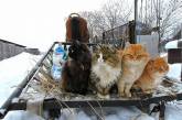 Сибирские кошки ждут весну - подборка чудесных фотографий