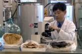 Японцы научились делать мясо из экскрементов и уже делают шитбургеры