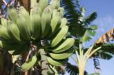 Генетический вирус уничтожает плантации бананов во всем мире