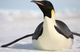 Императорский пингвин по ошибке добрался до Новой Зеландии