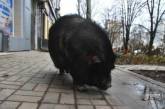 Оккупированный Донецк переполошила сбежавшая из бара свинья. ФОТО