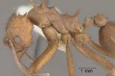 Гены муравьев-фермеров оставили ученых в недоумении