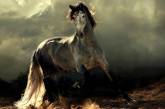 Красота арабских и андалузских лошадей от Войтека Квиатковского. ФОТО