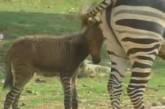 В китайском зоопарке родился зеброосел