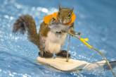 Белки катаются на водных лыжах. ФОТО