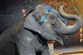 Немецкая полиция поймала цирковых слоних-беглянок