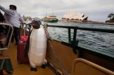 Марш пингвинов в защиту Антарктики. ФОТО
