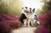 Фотограф покорил мир очаровательными портретами собак. Фото