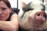Эта забавная домашняя свинка покорила Instagram. ФОТО