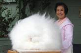 Ангорские кролики — рекордсмены пушистости. фото