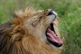В Кении сбежавший из заповедника лев съел женщину