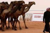В Саудовской Аравии верблюд с ботоксом не попал на конкурс красоты