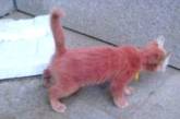 Китаец нашел на улице розового котенка