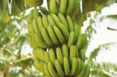 В Украине готовятся выращивать бананы