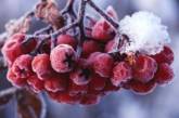 Эти ягоды помогут укрепить иммунитет в зимние месяцы