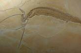 О жизни и смерти двух существ, живших 155 миллионов лет назад. ФОТО