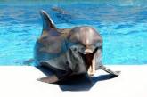 У дельфинов нашли "седьмое чувство"