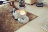 Тянущийся к теплу кот покорил Instagram. ФОТО