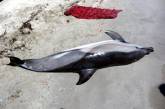 В Черном море от морбилливирусной инфекции гибнут дельфины (ФОТО)