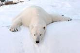 Белый медведь напал на группу людей на Шпицбергене