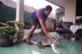 Семья 21 год живет со здоровенным крокодилом. ФОТО