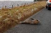 Маленький тюлень стал причиной пробки на дороге в Шотландии. ФОТО