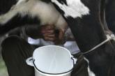 Кабмин будет выплачивать 5 тыс. грн за каждую корову производительностью более 4,3 тыс. литров