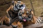 Нежные игры тигров умилили посетителей зоопарка. ФОТО