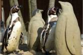 Депрессивным пингвинам в Британии слепили друзей из песка