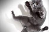 «Летающие» коты в подборке уморительных снимков. ФОТО