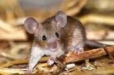 Европейские мыши невиновны в распространении чумы в XIV веке