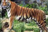 Ученые доказали, что тигры умнее львов