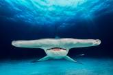 Невероятные снимки победителей конкурса подводной фотографии. ФОТО