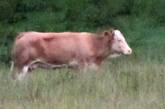 Сбежавшую с фермы в конце мая немецкую корову удалось поймать лишь в первый день осени
