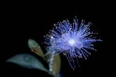 Флуоресцирующие цветы от Крейга Бэрроуза. ФОТО