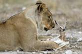 Хит Сети: львица приютила детеныша антилопы. ФОТО