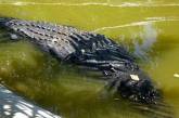 Гигантского крокодила проверят на стресс