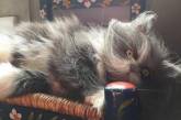 Лохматый кот стал новой звездой Instagram. ФОТО