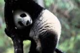 Двадцать причин считать панд самыми очаровательными созданиями на планете. Фото
