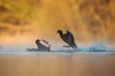 Лучшие снимки птиц конкурса Bird Photographer of the Year 2017. Фото