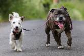 Удивительная дружба псов: Базз и слепой Гленн. ФОТО