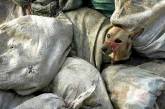 В Украине ради Евро-2012 бездомных собак и кошек сжигают живьём в передвижных крематориях