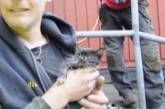 В Швеции провели двухдневную операцию по спасению котенка