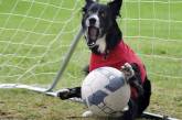 На Евро-2012 сыграют собаки-футболисты
