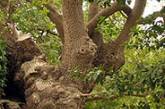 В Украине ищут самое старое дерево 