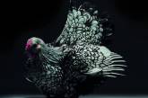 Красота куриц и петухов от итальянских фотографов. ФОТО